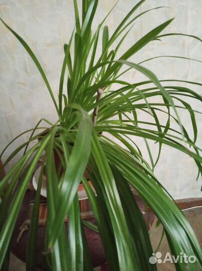 Комнатные растения. Каланхоэ Дегремона