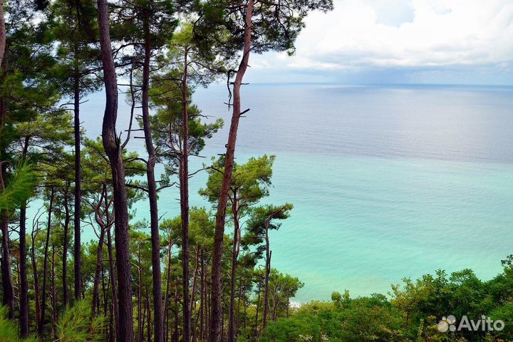 Горящие туры в Абхазию