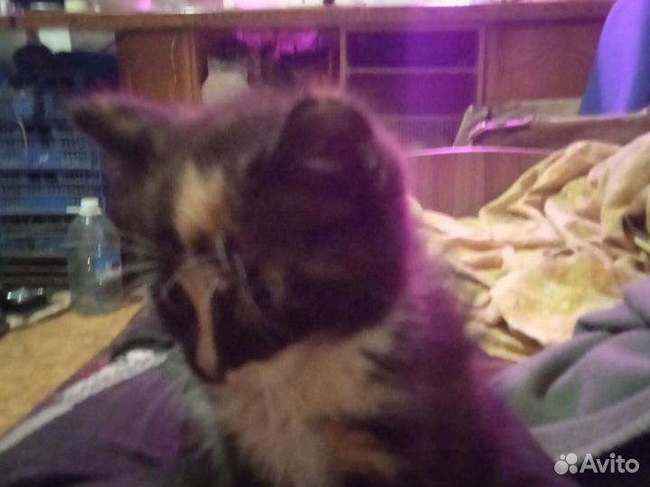 Котенок