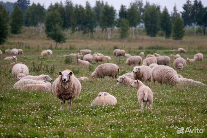 Овцы бараны