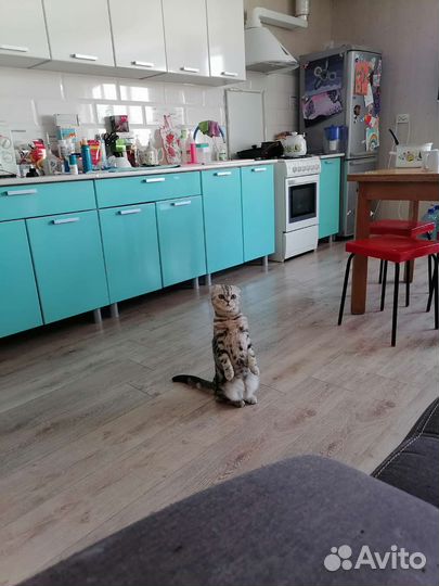 Кошка шотландская вислоухая