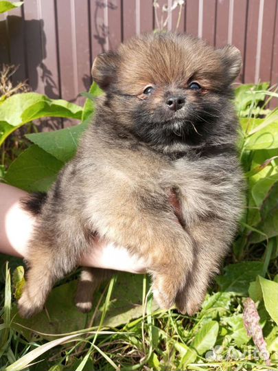 Супер модные шпицулики