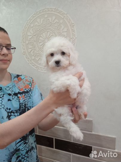 Бишон фризе девочки