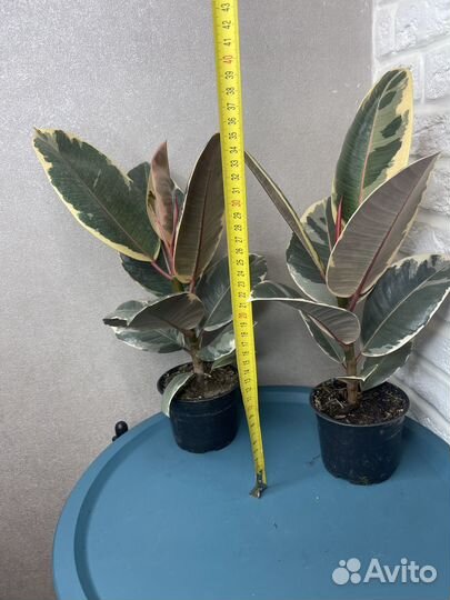 Фикус каучуконосный тинеке комнатные цветы