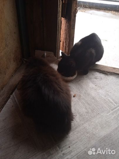 Котята отдам в добрые руки бесплатно