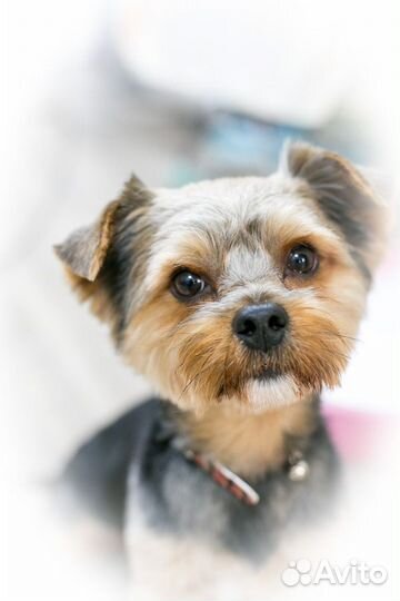 Йоркширский терьер