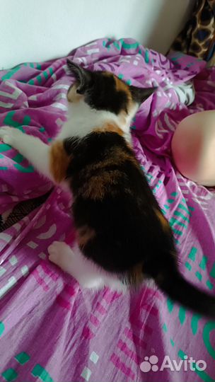 Котята Полубриташки