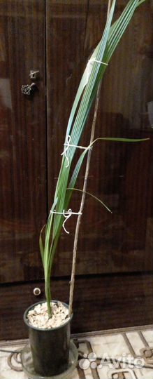 Финиковая пальма