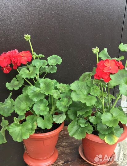 Пеларгония герань