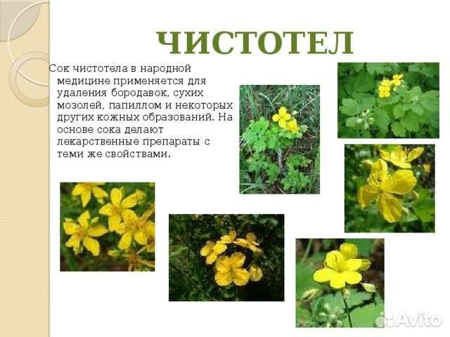 Мазь Чистотела