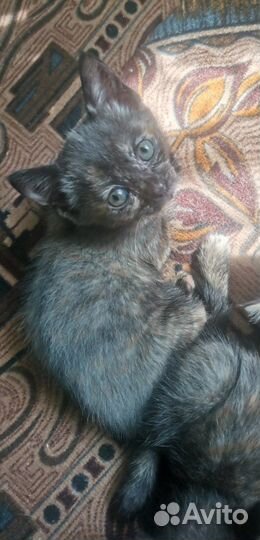 Кошки в добрые руки бесплатно