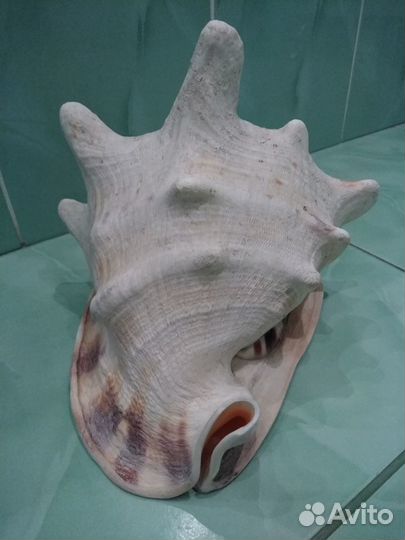 Ракушка Кассис Рогатый (Корнута) большая