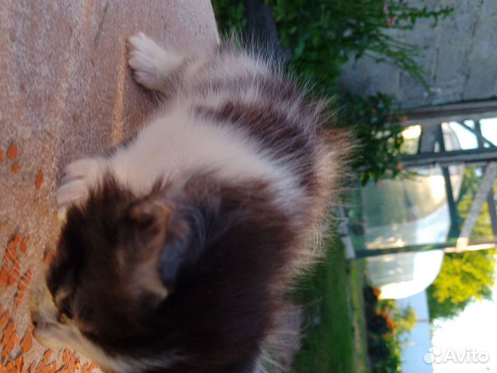 Сибирская кошка