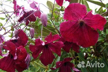 Клематис Рубра(семена)