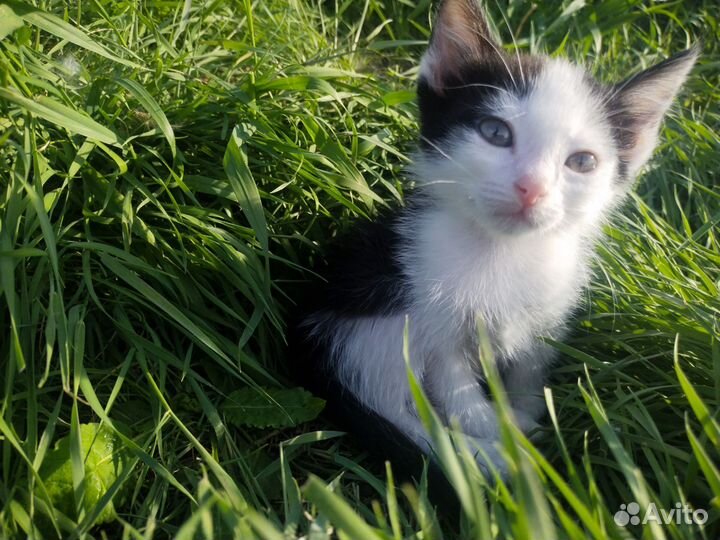 Котёнок 1,5 месяца, мальчик