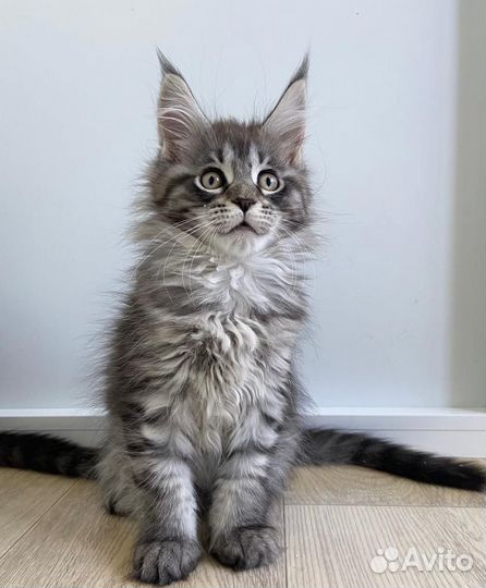 Котята мейн-кун