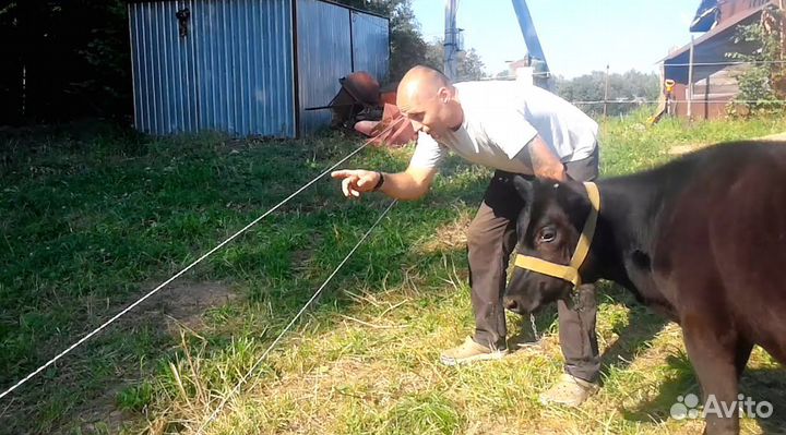 Электропастух