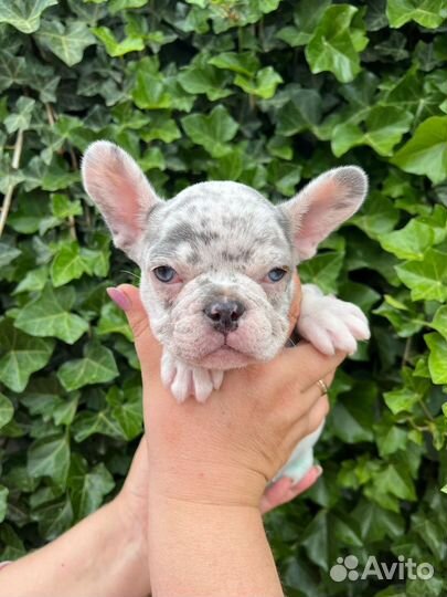 Французский бульдог щенки девочка