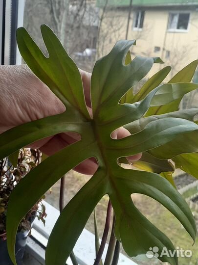 Комнатные растения ч.1 лиановидные