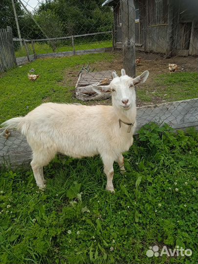 Дойные козы