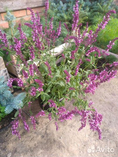 Ландшафтный дизайн. Растения для сада