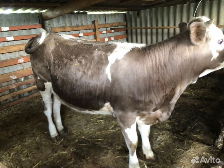 Коровы и телки