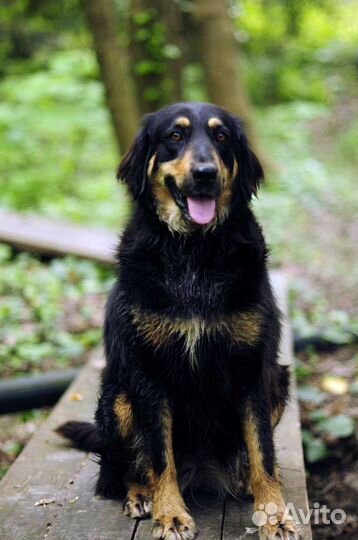 Собака в добрые руки