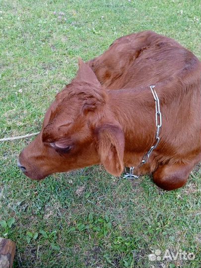 Молоко коровье домашнее