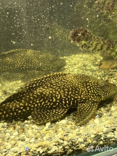 Сом птеригоплихт