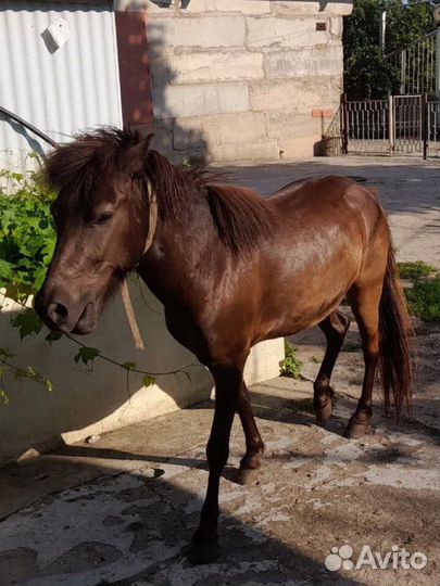 Мини лошадь английская