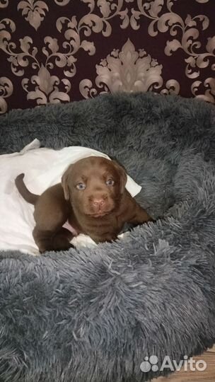 Лабродоры щенки
