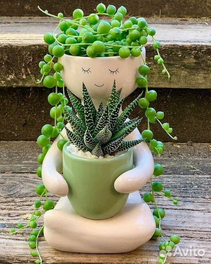 Крестовник роули