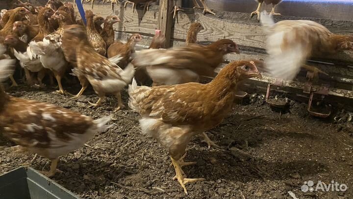Куры несушки в наличии