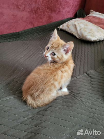 Рыжий котенок мальчик