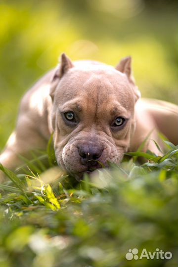 Щенки американского булли