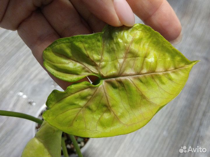 Сциндапсус, сингониум