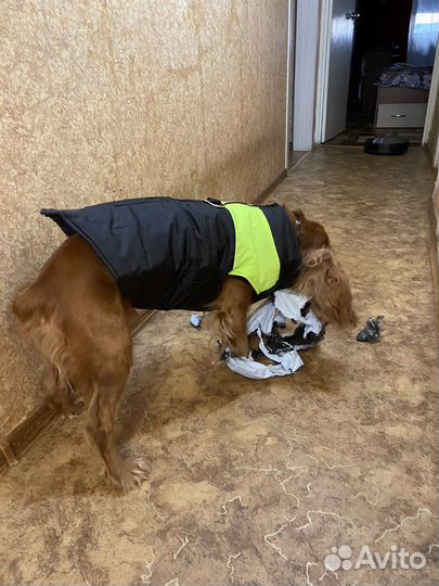 Куртка для собаки