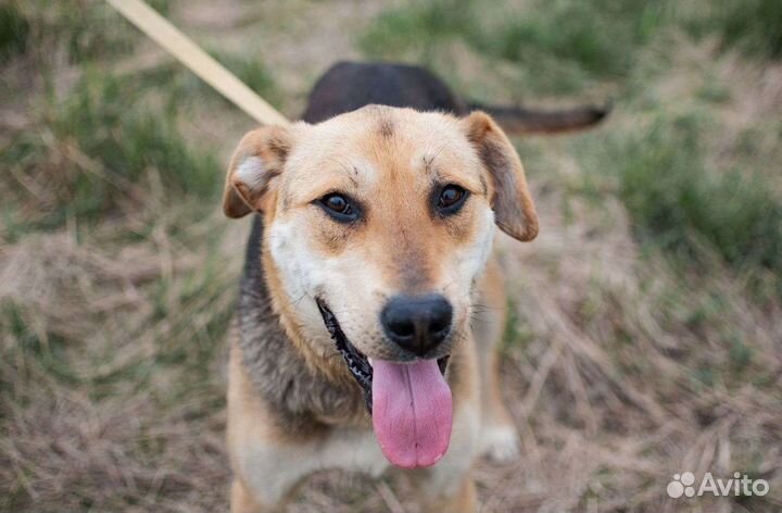 Крупный Лосяш хочет домой