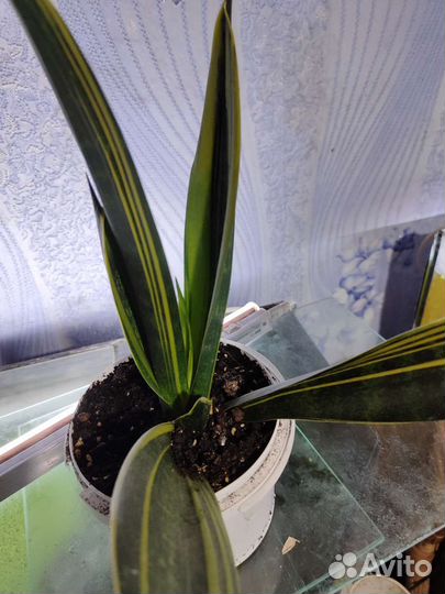 Сансевиерия вариегатная