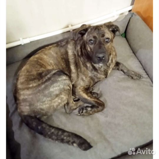 Собака метис Кане корсо