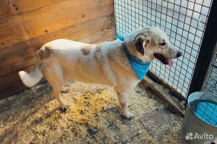 Добрая Дея в добрые руки