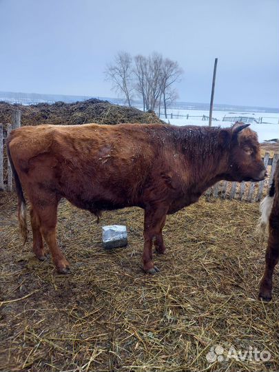 Тёлки, бычки