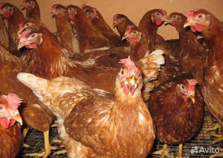 Куры молодые несушки