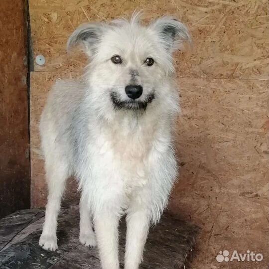 Собака Леся