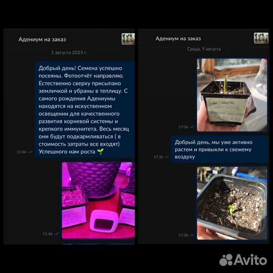 Адениум на заказ, в наличии нет