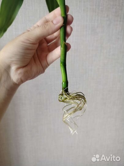 Бамбук Лаки (Драцена Сандера)