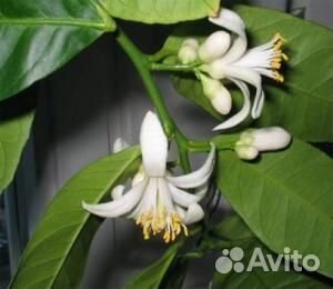 Лимон Миейер,плодоносящий