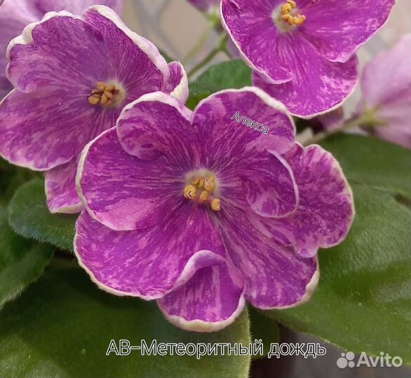 Сортовые фиалки список