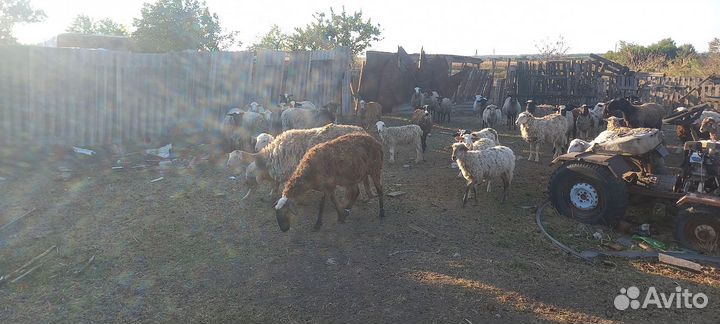 Овцы бараны