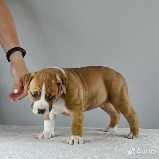 Щенок амстаффа